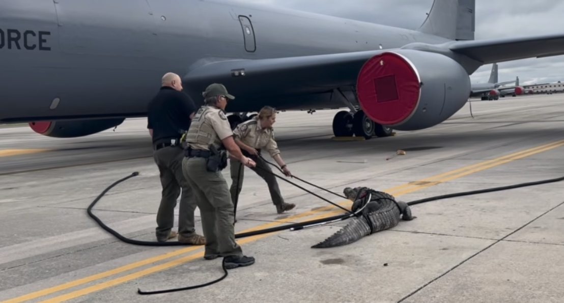 Wildlife officers battle large gator on MacDill Air Force Base